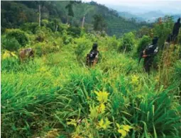  ?? ?? REQUISA. Efectivos militares hallaron las plantacion­es.