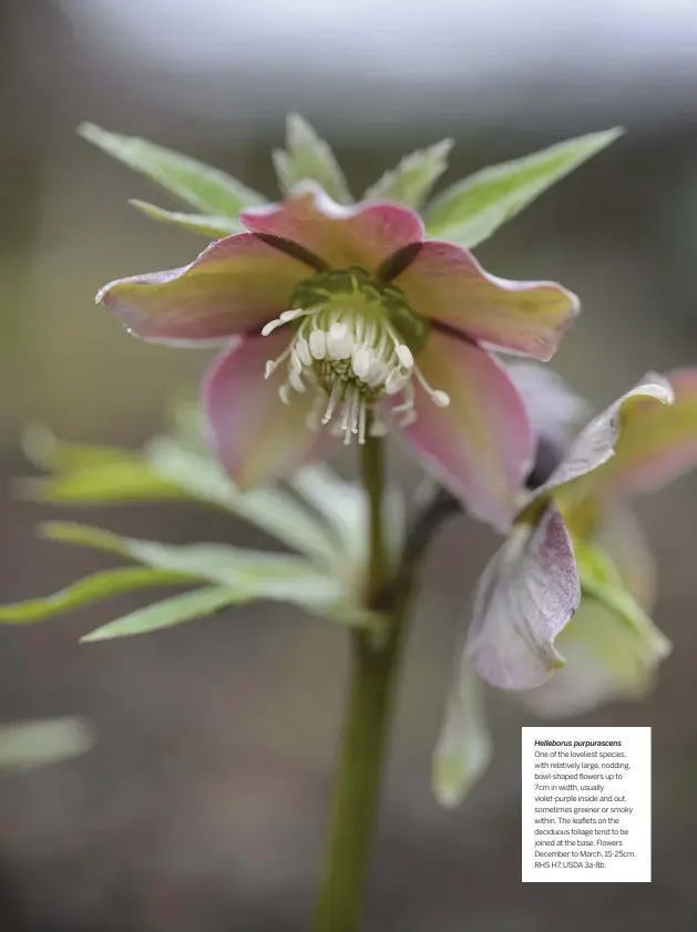  ??  ?? Helleborus purpurasce­ns
One of the loveliest species, with relatively large, nodding, bowl-shaped flowers up to 7cm in width, usually violet-purple inside and out, sometimes greener or smoky within. The leaflets on the deciduous foliage tend to be joined at the base. Flowers December to March. 15-25cm. RHS H7, USDA 3a-8b.