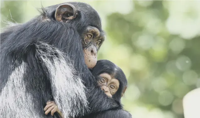  ??  ?? Velu added: Big brother Velu shows new star Masindi the ropes – literally – as he helps the young Western chimpanzee find her way around their enclosure at Edinburgh Zoo