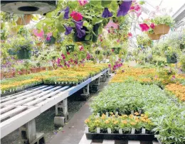  ?? ?? Healthy cell packs of flower starts for sale. One unhealthy plant in a pack spells trouble.