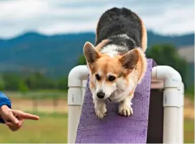  ??  ?? The corgi’s thick coat enables it to enjoy a frolic in the water (top). A corgi is put through its paces on an agility course (above).