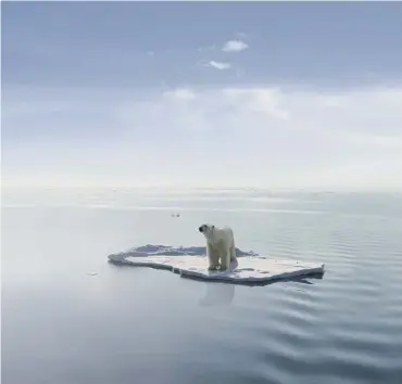  ??  ?? 0 A polar bear on an ice floe in the Arctic sea. Climate change poses a severe threat to such species