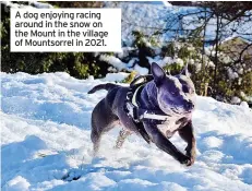  ?? ?? A dog enjoying racing around in the snow on the Mount in the village of Mountsorre­l in 2021.