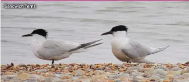  ?? ?? Sandwich Terns