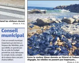  ??  ?? Entre la couleur bleue donnée au littoral et l’odeur dégagée, les vélelles ne passent pas inaperçues…