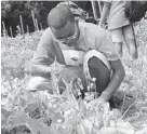  ?? KIM HAIRSTON/BALTIMORE SUN ?? Jamario Cantrell, of West Palm Beach, Fla., is carefully distinguis­hing the weeds from the asparagus at Civic Works Real Food Farm.