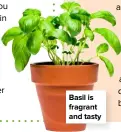  ??  ?? Basil is fragrant and tasty