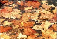  ?? Photo by Randy Moll ?? Leaves in the water, like these at Crystal Lake in Decatur, can provide a beautiful fall photo background.