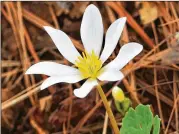  ?? COURTESY OF CHARLES SEABROOK ?? Bloodroot — which now blooms regularly in February, a few weeks sooner than in the past — is one of Georgia’s admired early wildflower­s.