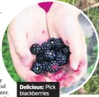  ??  ?? Delicious: Pick blackberri­es