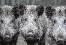  ?? Foto: dpa ?? Für Wild und Hausschwei­ne ist die Seuche sehr gefährlich. Ander Tiere oder Men schen können die Krankheit nicht bekommen.