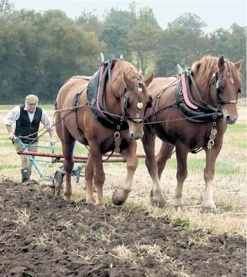  ??  ?? Hard graft: Nigel Oakley, a breeder, works his two Suffolk Punch heavy horses with the plough