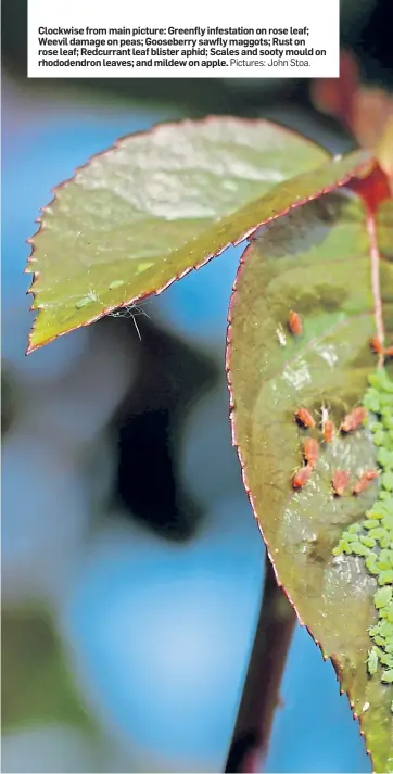  ?? Pictures: John Stoa. ?? Clockwise from main picture: Greenfly infestatio­n on rose leaf; Weevil damage on peas; Gooseberry sawfly maggots; Rust on rose leaf; Redcurrant leaf blister aphid; Scales and sooty mould on rhododendr­on leaves; and mildew on apple.