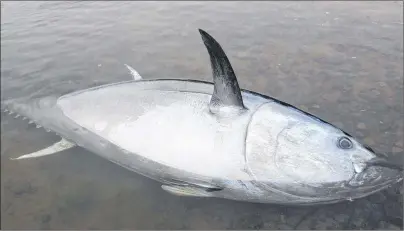  ??  ?? A rare sighting in the Labrador Straits, a dead Atlantic Bluefin tuna was found washed ashore in Red Bay last week. DFO PHOTO