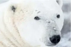  ?? JONATHAN HAYWARD/ THE CANADIAN PRESS ?? Inuit from Canada and Greenland will try to convince at least four government­s in two- and- a- half countries to let them manage and travel freely over a internatio­nal stretch of Arctic ocean that’s one of the most productive environmen­ts in the North.