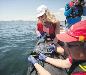  ?? MARTIN LIPMAN/STUDENTS ON ICE FOUNDATION ?? Kristi Miller, a federal scientist with the Canada C3 expedition, takes water samples to be analyzed for DNA to determine biological diversity.