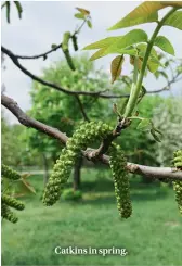  ??  ?? Catkins in spring.