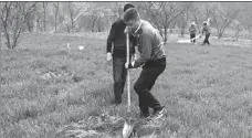  ?? PROVIDED TO CHINA DAILY ?? Qin Yanjun planting Sichuan pepper.