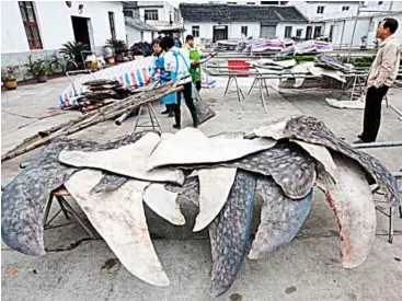  ??  ?? (right) Whale shark fins being dried in a factory in Puqi.