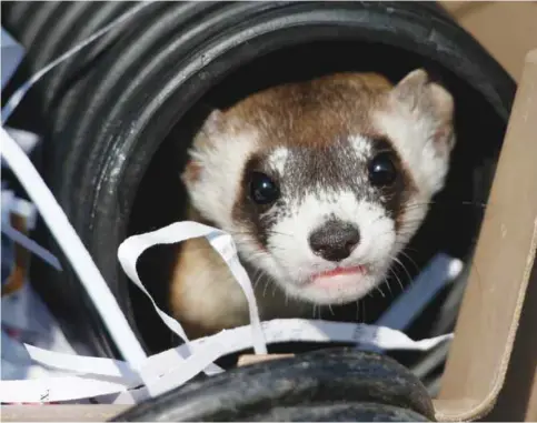  ?? —AP ?? COMMERCE CITY, Colorado: In this Monday, Oct 5, 2015, file photo, a black-footed ferret looks out of a crate used to take it to a site to be let loose during a release of 30 of the animals by the US Fish and Wildlife Service at the Rocky Mountain...