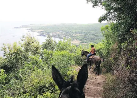  ??  ?? Mules take visitors on a five-kilometre, vertigo-inducing trek to Kalaupapa, a leper colony formed before a treatment for the disease was discovered.