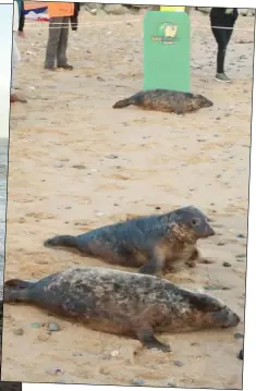  ??  ?? ABOVE: the grey seals set off on their journey back to sea. LEFT: a family records the journey on camera.