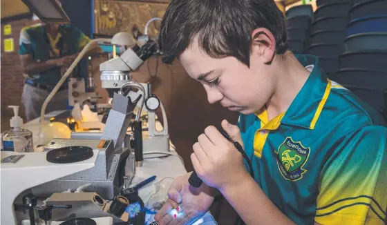  ?? Picture: Kevin Farmer ?? A GEM: Toowoomba Lapidary Club member Lucas Macleod checks over gemstones under ultraviole­t light at the club's gemfest.