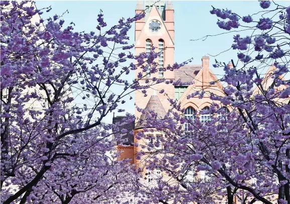  ?? ?? Spring is sprung: The beautiful cherry tree blossom in Birmingham’s Oozells Square as temperatur­es finally climbed towards 20C this week