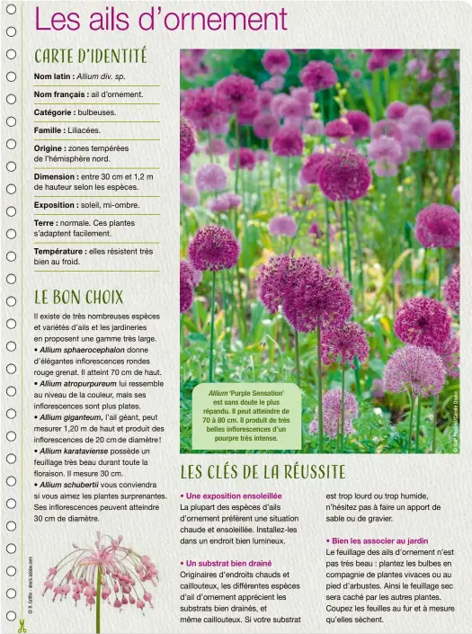  ??  ?? Allium ‘Purple Sensation’ est sans doute le plus répandu. Il peut atteindre de 70 à 80 cm. Il produit de très belles infloresce­nces d’un pourpre très intense.