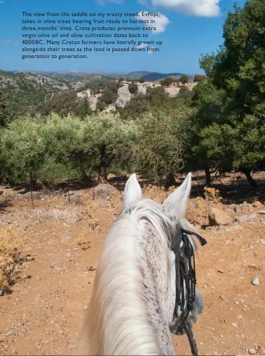  ??  ?? The view from the saddle on my trusty steed, Evropi, takes in olive trees bearing fruit ready to harvest in three months’ time. Crete produces premium extra virgin olive oil and olive cultivatio­n dates back to 4000BC. Many Cretan farmers have literally...