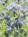  ??  ?? INSEKTER. Kommunen har gått med i ett nytt projekt för att öka artrikedom­en bland blommor, vilket gynnar pollineran­de insekter.