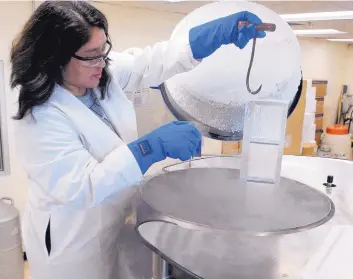  ?? GREG SORBER/JOURNAL ?? Kaylen Soudachanh lifts tissue samples out of a cryotank at the Museum of Southweste­rn Biology at the University of New Mexico. The samples are stored using liquid nitrogen.