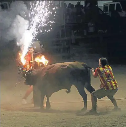  ?? VICENÇ LLURBA / ARCHIVO ?? El bou embolado, con dos bolas de fuego sobre los cuernos del animal, es la modalidad más polémica