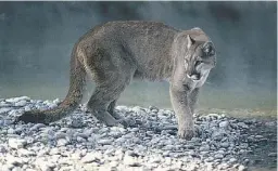  ?? PHOTOS BY NATIONAL PARK SERVICE ?? Although people can be passionate about their “sightings” of cougars, their presence here has not been confirmed, but they could be coming.