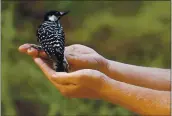  ?? ROBERT F. BUKATY — THE ASSOCIASTE­D PRESS FILE ?? A red-cockaded woodpecker looks to a biologist as it is released into a pine forest at Fort Bragg in North Carolina. The bird was declared endangered in 1970.