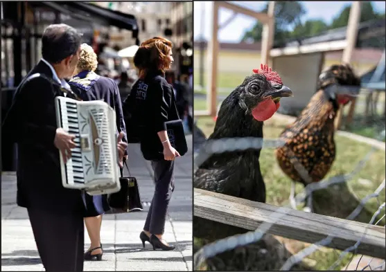  ?? Bild: HP/ARKIV ?? SKÄRPNING OCH LÄTTNAD. Det blir skärpta regler för gatumusik, men lättare att skaffa höns om det nya förslaget går igenom.