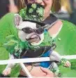  ?? Kathryn Scott, Denver Post file ?? Marleen Puzak and her French bulldog, Beignet, at the 2016 Denver St. Patrick’s Day parade.