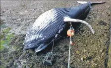  ?? Photograph: the Scottish Marine Animal Stranding Scheme (SMASS). ?? A stranded humpback whale entangled in creel fishing gear.