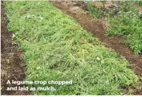  ??  ?? A legume crop chopped and laid as mulch.