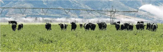  ?? PHOTO: STEPHEN JAQUIERY. ?? Many concerns . . . But meat and wool farmers are most positive about their current profitabil­ity; pictured, Friesian bulls being fattened on pivot irrigated crop on a Luggate river flat farm, below the Wanaka airport.