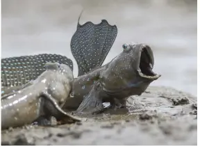  ??  ?? Top left: a mudskipper’s pectoral fins are used for propulsion on land, where it can usually move faster than in water. Top right: males leap into the air to try and impress potential mates and warn off rivals. Bottom left: Boddart’s goggle-eyed gobies build defences.