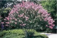  ?? Horticopia ?? Crape myrtle