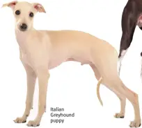  ?? ?? Italian Greyhound puppy