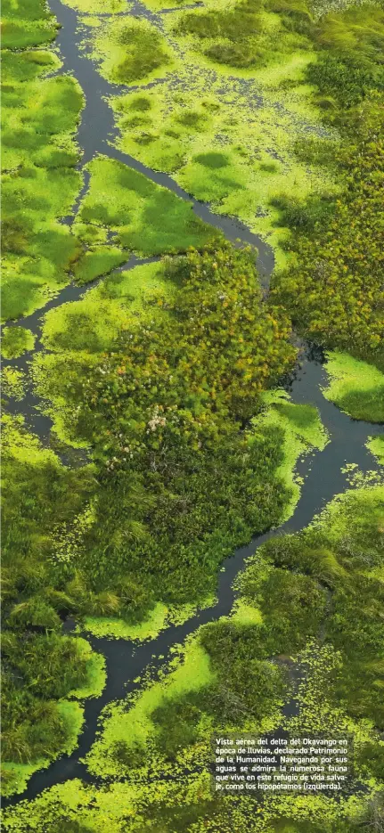  ??  ?? Vista aérea del delta del Okavango en época de lluvias, declarado Patrimonio de la Humanidad. Navegando por sus aguas se admira la numerosa fauna que vive en este refugio de vida salvaje, como los hipopótamo­s (izquierda).