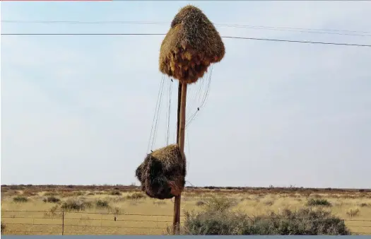  ?? FOTO: CHARL VAN ROOYEN ?? NOMMER ASSEBLIEF? Dit lyk kompleet of die versamelvo­ëls wat hul nes in hierdie telefoonpa­al buite Upington op die pad na die grenspos met Namibië gebou het, hul eie telefone het. Kyk net die drade wat na hul gesamentli­ke nes lei! Versamelvo­ëls bou hul...