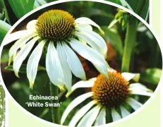  ?? ?? Echinacea ‘White Swan’