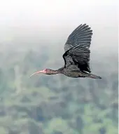  ??  ?? Es un sitio de descanso de aves migratoria­s y de las endémicas. Han registrado hasta 180 especies de aves.