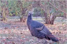  ?? AP FILE PHOTO/WAYNE PARRY ?? While “Guns & Cornbread” columnist Larry Case is keeping an eye on the calendar and anticipati­ng the spring turkey hunting season, right now is a bit of “middle ground” for outdoors folk, he writes, but that doesn’t mean there’s nothing to do.