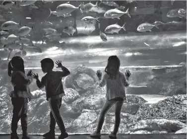  ?? CUI XIAO / FOR CHINA DAILY ?? Children enjoy a glimpse of marine life in an inland aquarium during a customized family trip organized by Nanjing Marine World on May 19, in Nanjing, Jiangsu province.