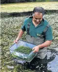  ?? Picture: Michael Pinyana ?? Ahmed Kahn releases fly larvae into the Nahoon River.